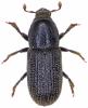 Hylastes cunicularius